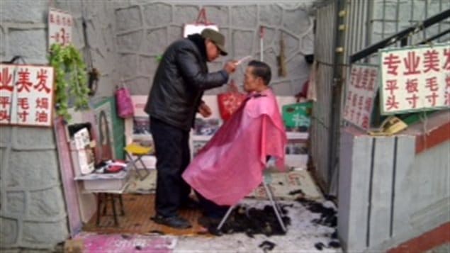 Des Pékinois se faisant couper les cheveux en plein air.