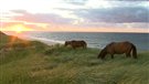 Prospection gazière : des voix défendent l'île de Sable