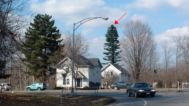 L'arbre à droite, derrière la maison blanche, est en fait une antenne-relais de 27 mètres (90 pieds) à Pittsford, dans l'État de New York.