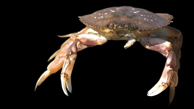 Un crabe