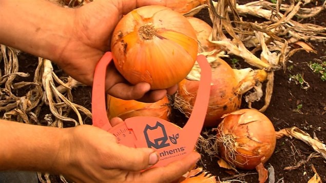 L'oignon espagnol, dont il existe plusieurs dizaines de cultivars, est le plus gros des oignons.
