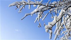 Froid