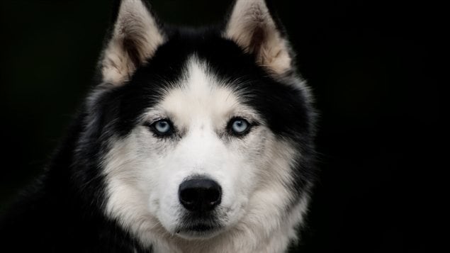 Un chien