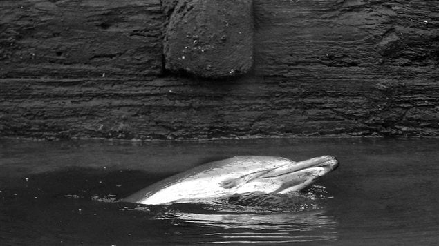 Un dauphin commun s'est retrouvé pris dans le canal Gowanus, à Brooklyn