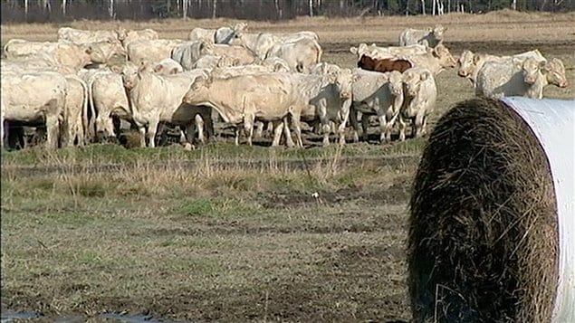 Un troupeau dans une ferme au Témiscamingue