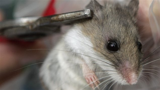 Une souris sylvestre