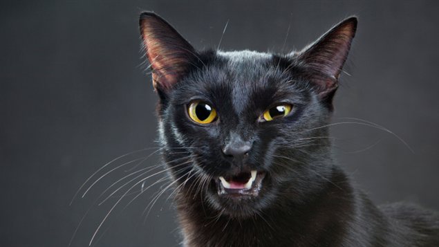 Un chat domestique