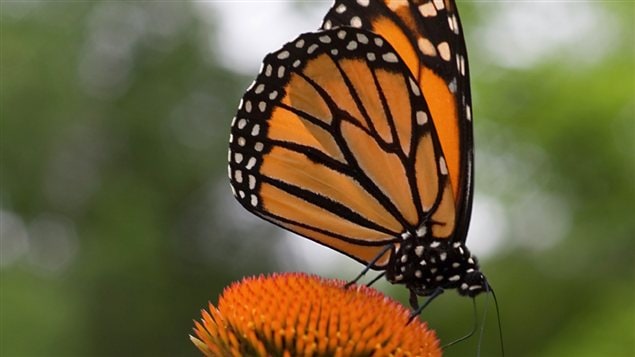 Mariposa monarca