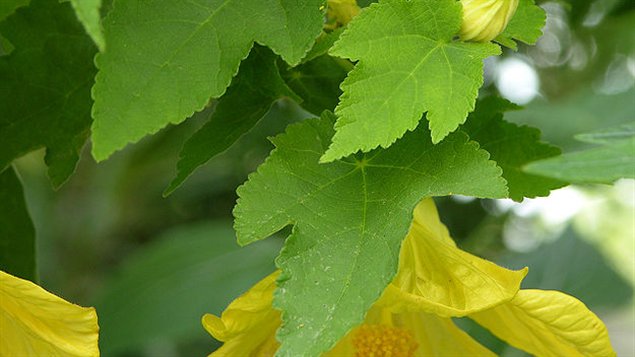 Abutilon, ou �rable de maison