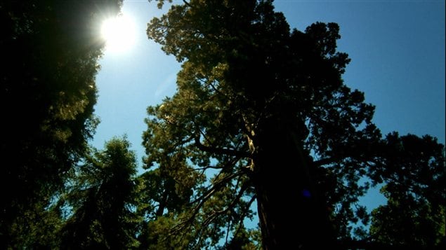 Des arbres