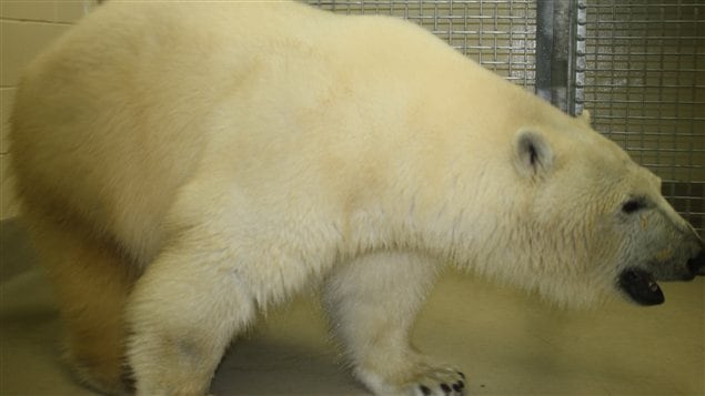 L'ours polaire Hudson