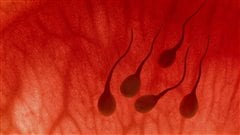 Le sperme serait en d�clin en France, selon une �tude