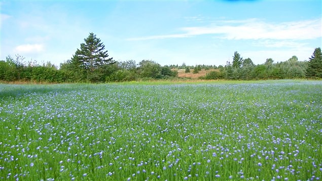  Des champs de lin dans le Bas-Saint-Laurent au Québec 
