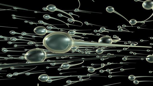 Représentation de la «course » des spermatozoïdes