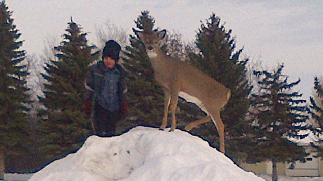 Un enfant de la communauté joue sur une butte de neige avec le faon. 