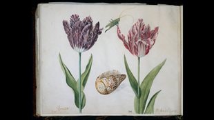 La folie de la tulipe