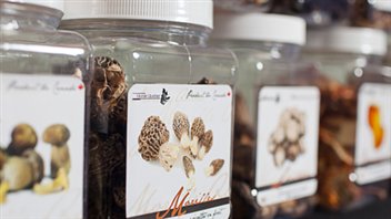 Les champignons sauvages séchés de Morille Québec