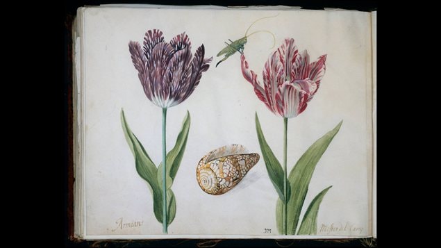 <b>Deux tulipes illustr�es par Jacob Marrel au 17e si�cle</b> | Rijksmuseum, Amsterdam