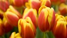Conseils horticoles