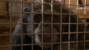 Un refuge pour primates éclopés à Carignan