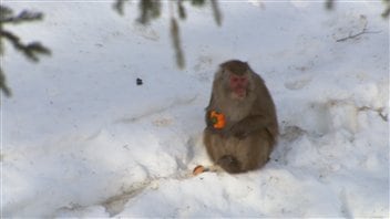 Macaque