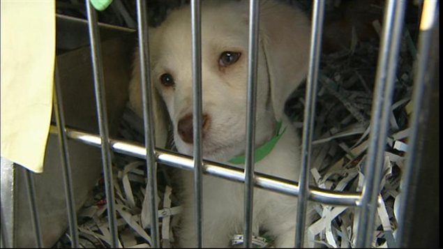 Un chiot dans un élevage de chiens du Manitoba (archives)