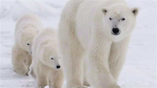 Des ours polaires dans la Baie d'Hudson