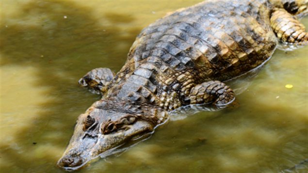 crocodile-eau-general
