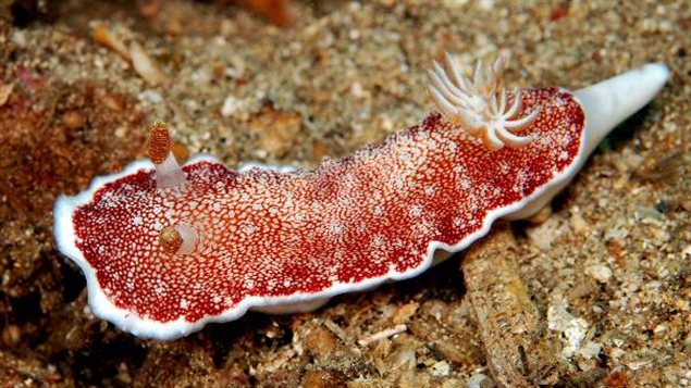 La limace de mer Chromodoris reticulata