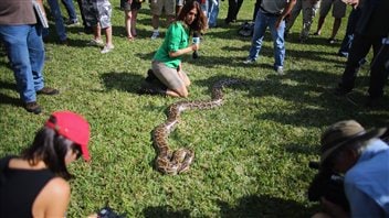 Un pyhton birman exposé au début du défi pyhton en Floride