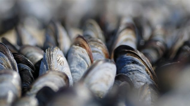 Des moules