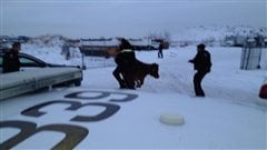La vache renverse un policier d'Edmonton qui tentait de la capturer.