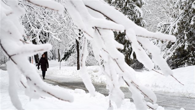 Plusieurs branches d'arbres ont cédé sous le poids de la neige.