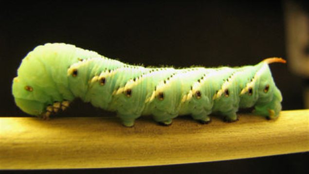 Chenille