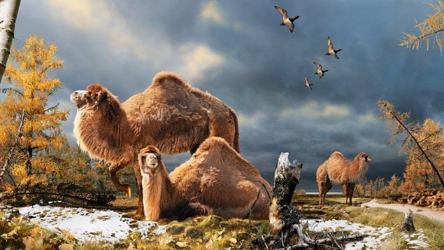 Représentation artistique du chameau