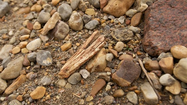 Plan rapproché d'un fragment d'os du chameau de l'Extrême-Arctique sur le sol au site Fyles Leaf Bed. Le fossile ressemble à du bois. Les restes mis au jour consistent en une trentaine de fragments d'un os de patte de chameau du Pliocène.