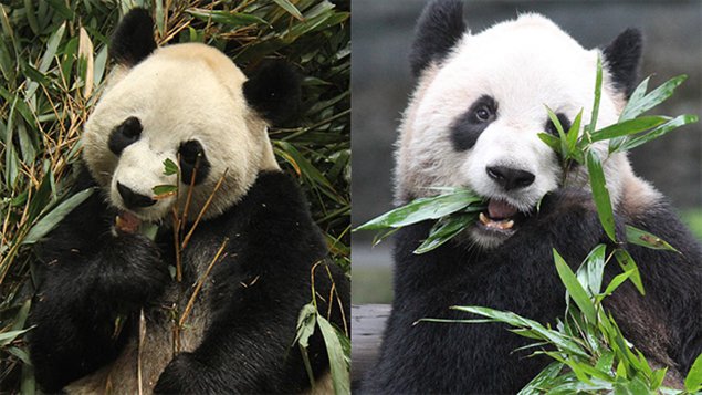 Les pandas Da Mao, mâle de 4 ans, et Er Shun, femelle de 5 ans, seront prêtés au Zoo de Toronto.