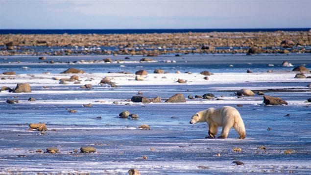 Selon un rapport publié récemment par un groupe spécialiste des ours blancs de l'Union internationale pour la conservation de la nature (UICN), les deux sous-populations les mieux étudiées d'ours blancs dans le monde, la population de l'ouest de la Baie d'Hudson au Canada et la population du sud de la Mer de Beaufort (États-Unis/Canada), ont connu un déclin respectivement de 22 % et de 17 % pendant les deux dernières décennies.