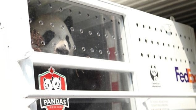 The pandas are viewed as giant step forward in Canada's relationship with China