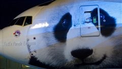 L'avion de FedEx qui transportait nos deux pandas immigrants canadiens