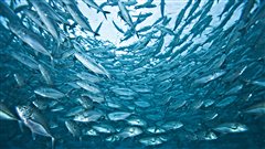 Banc de poissons /  @ BennyFrick, iStockphoto