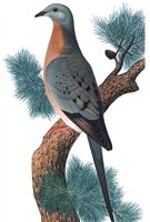 Artist rendering of a passenger pigeon. Once numbering in the many millions, the last one died in 1914