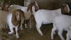 The Covyeow farm currently has 50 breeding female goats, but would like to expand