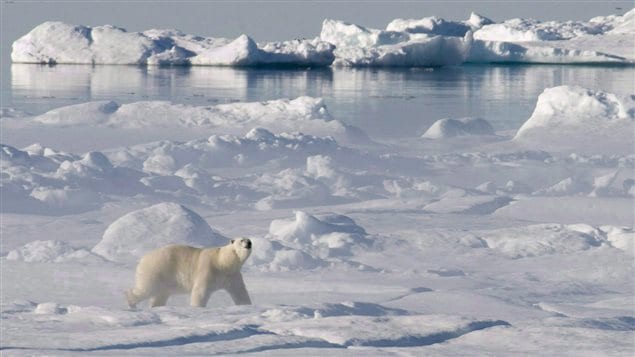 Un ours polaire sur les glaces dans la baie de Baffin, dans l'Arctique