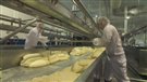 Fromagerie St-Albert: le sacrifice des travailleurs exilés