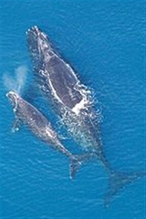 Ballena madre y ballena hija en un momento de reposo.
