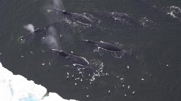 Ballenas Boreales en Beaufort Sea, en junio del 2009.