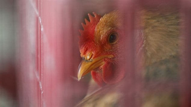 A wholesale poultry market in Hong Kong on Monday.