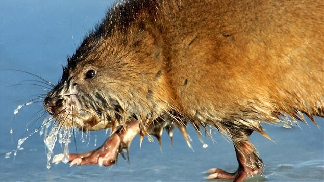 Rat musqué