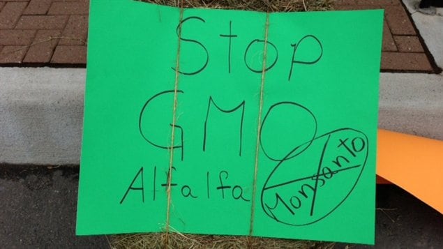 Des agriculteurs de l'Est ontarien s'opposent à la commercialisation de la luzerne génétiquement modifiée.